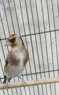 سهر.ه