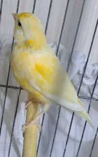 قناری ماده