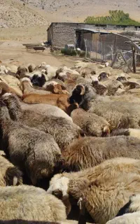 میش داشتیی