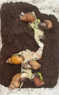 حلزون آلبینو