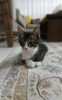 واگذاری گربه ۴ ماهه