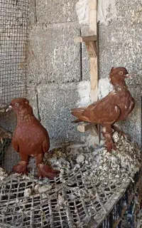 کبوتر درجه یک