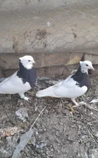 طوق سیاه