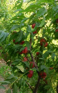 ما کارگر هستیم برای کار های باغ شما در خدمت هستیم.