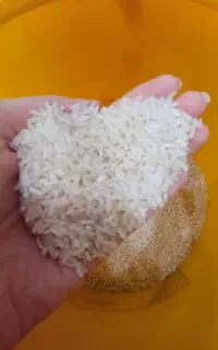 برنج هاشمی مازندران