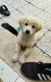 سگ بازیگوش و تمیز