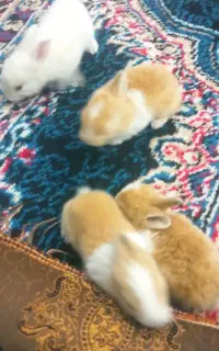 چند بچه خرگوش زیبا