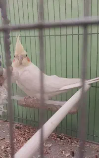 بلوبانک