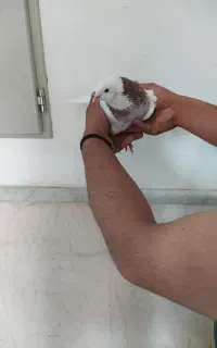 طوقی