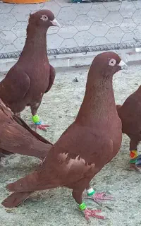 ۱۰ تا کبوتر سرخ و سرور کفتر