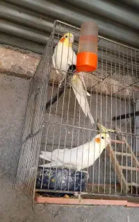عروس هلندی گم شده