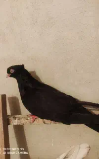 کبوتر آبادنی
