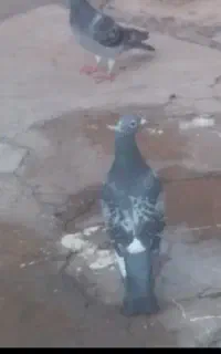فروش