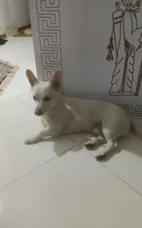 واگذاری دو عدد سگ نر