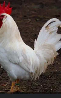 خروس .سر ببری .قربانی