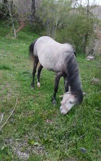 اسب مادیان