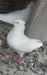 زاغ
