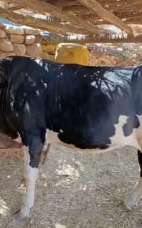 گاو نوبر فروشی