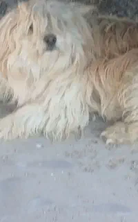 یک سگ پاکوتاه
