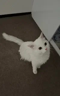 گربه