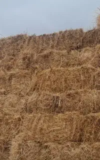 فروش یونجه خشک انباری چین دو نازک چوب