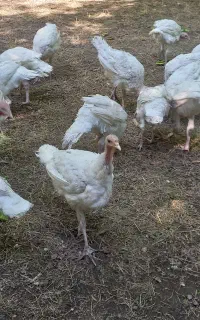 بوقلمون بیوتی گوشتی