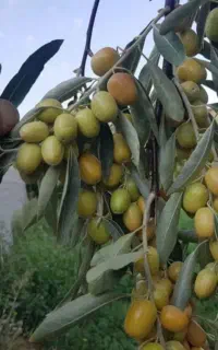 نهال های مینیاتوری ارقام سنجد داخل سطل آماده کاشت