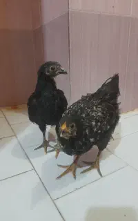 فروش جوجه ۳ماهه خانگی
