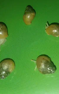 حلزون آچاچینا