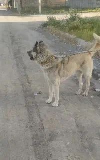 واگذاری سگ سرابی