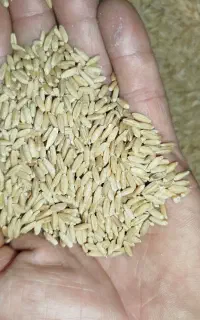 فروش گندم بذر دیم عالی