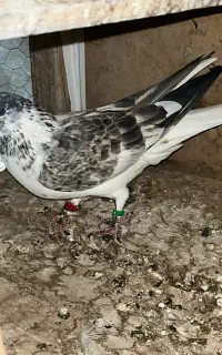 گمشده در محدوده خانه اصفهان