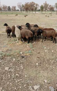 میش