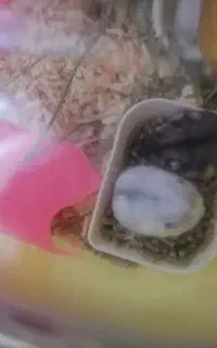 فروش تعدادی  بچه همستر
