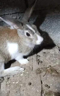 خرگوش نر جوان