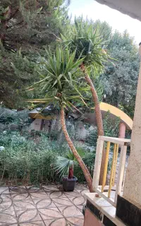 درخت یوکا بزرگ