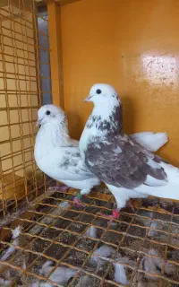 جفت کبوتر پرشی
