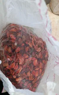 گل خشک