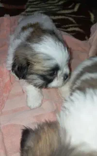 شیتزو فلت وپامر شیواوا