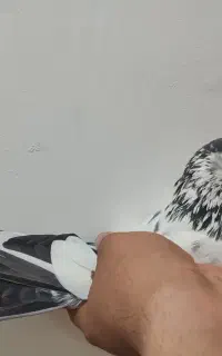 کبوتر شب گرفتم