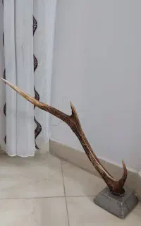 شاخ گوزن اصل .کاملا سالم - گربه چوبی تزئینی