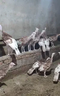 بوقلمون