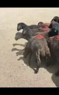 بره ماده