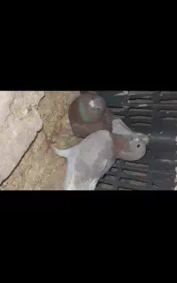 کفتر