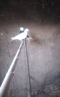 با سلام ۵عددکبوترفروشی
