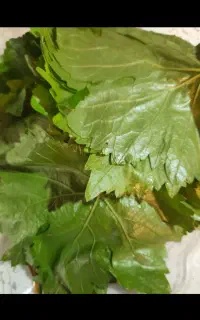 برگ مو تر وتازه مخصوص دلمه