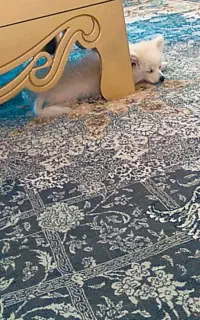 سگ پامرین روباهی