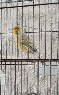 .قناری نر مست