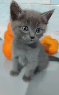 گربه نر بریتیش