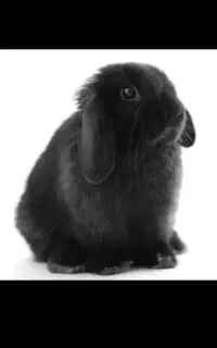 سرپرستی خرگوش